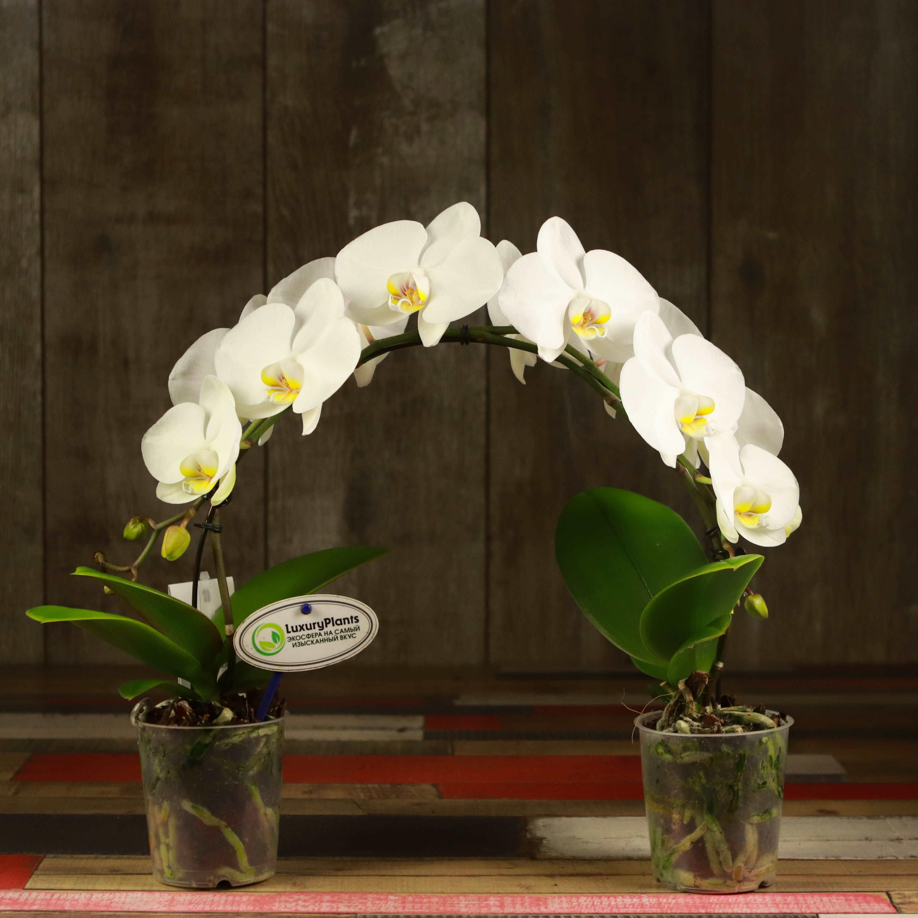 Орхидея Сого Юкидан