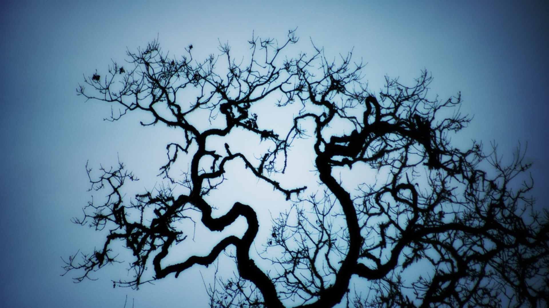 Фрактальные деревья. Ветка дерева. Ветка дерева. Ветка дерева. Корявое дерево.