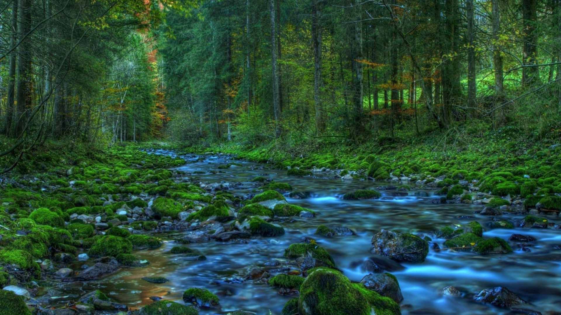 Лесной раз. Весна в лесу. 1280x720 ручей. River in the Forest. Обои ручей Гомель.