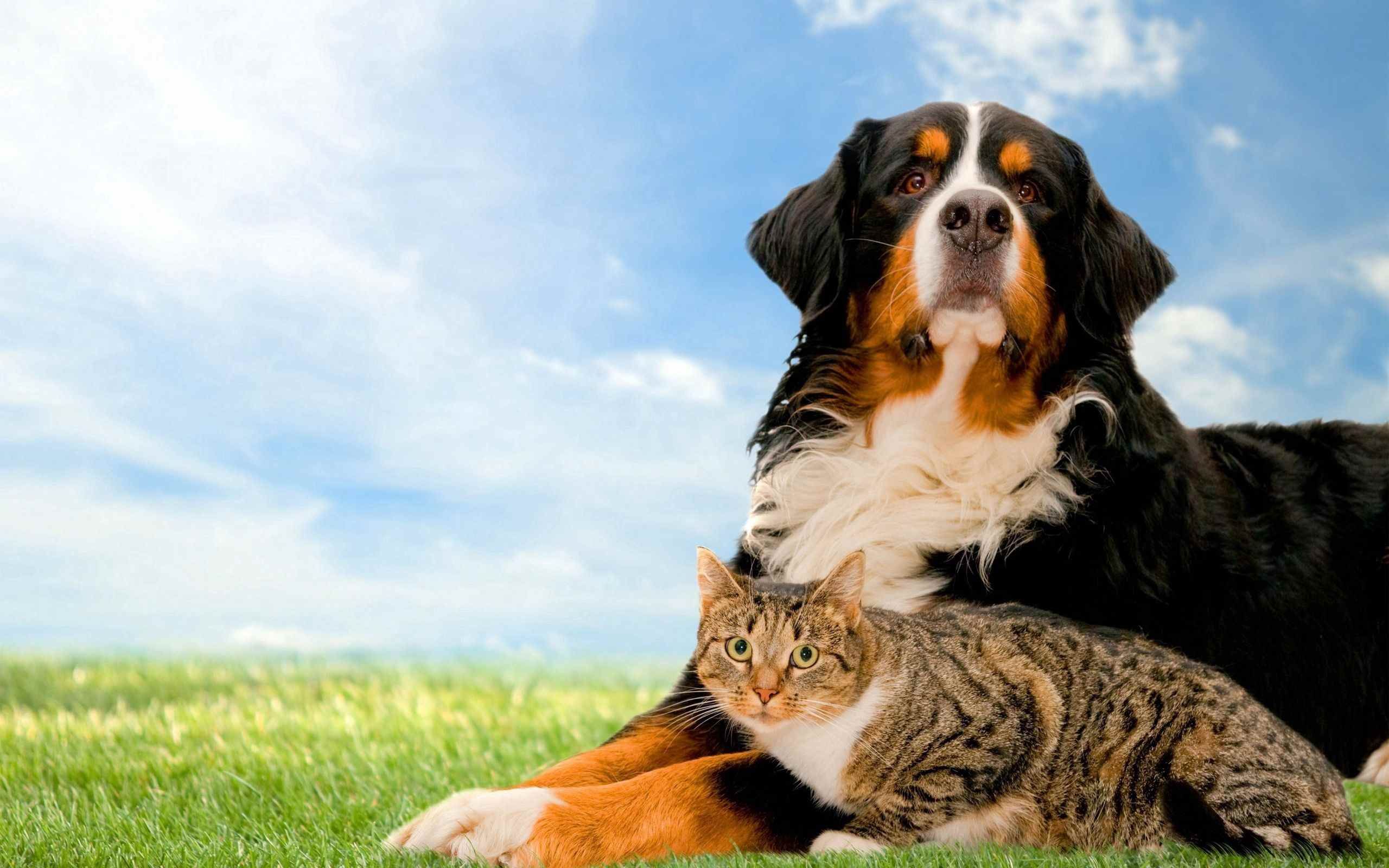 Кот в собаках 2. Кошки и собаки. Красивые собаки. Собака и кошка вместе. Фон животные.