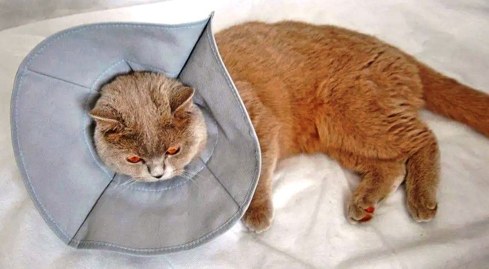 Защитный воротник для кошек