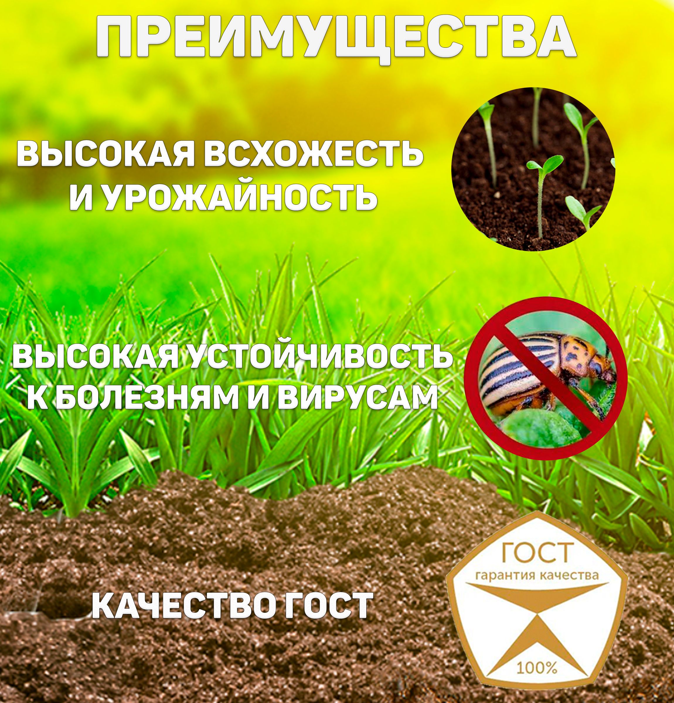 Томат Ренет Отзывы Фото Урожайность