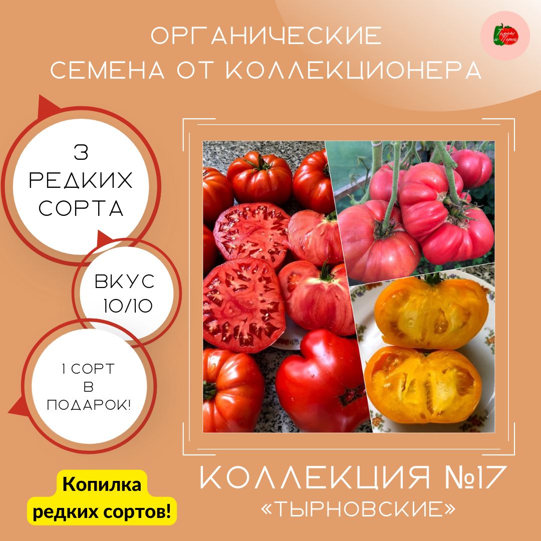 Коллекционные томаты отзывы