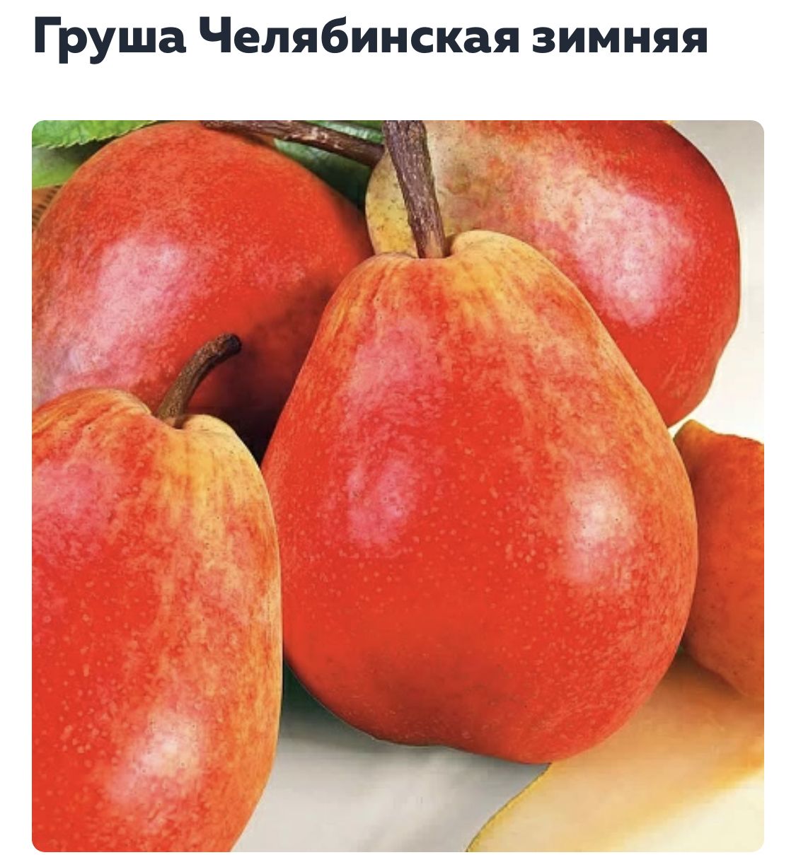 Груша Зимняя Фото