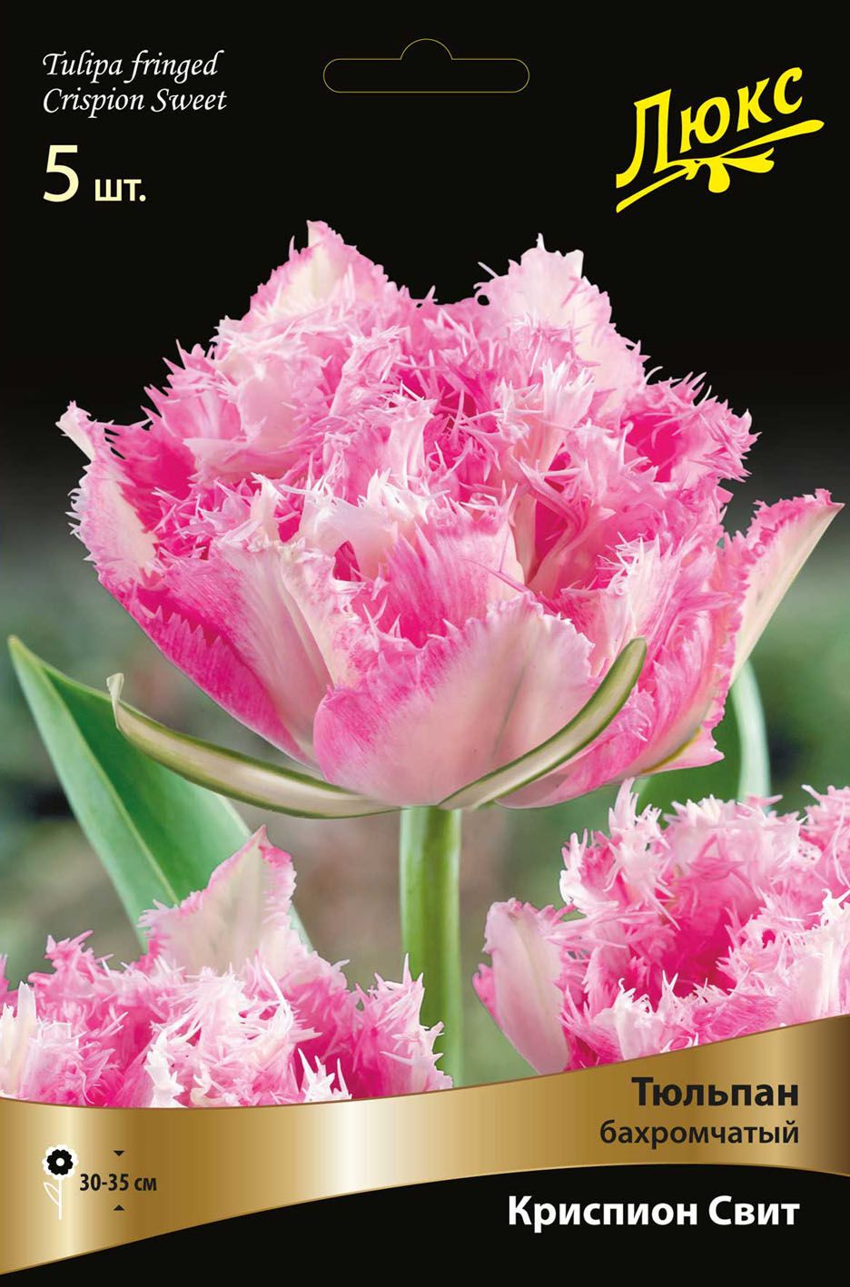 Тюльпан sweet desire фото и описание