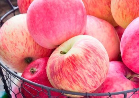 СаженецяблониРанетКонфетный