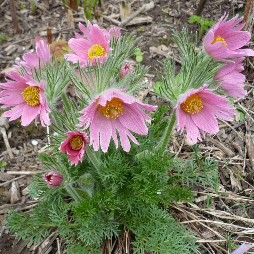 Anemone Pulsatilla С†РІРµС‚РѕРє