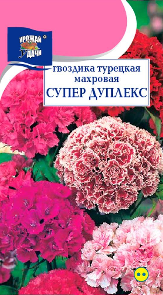 Гвоздика турецкая супер дуплекс. Гвоздика лилипут Скарлетт. Гвоздика Лилипот. Гвоздика Мираж.