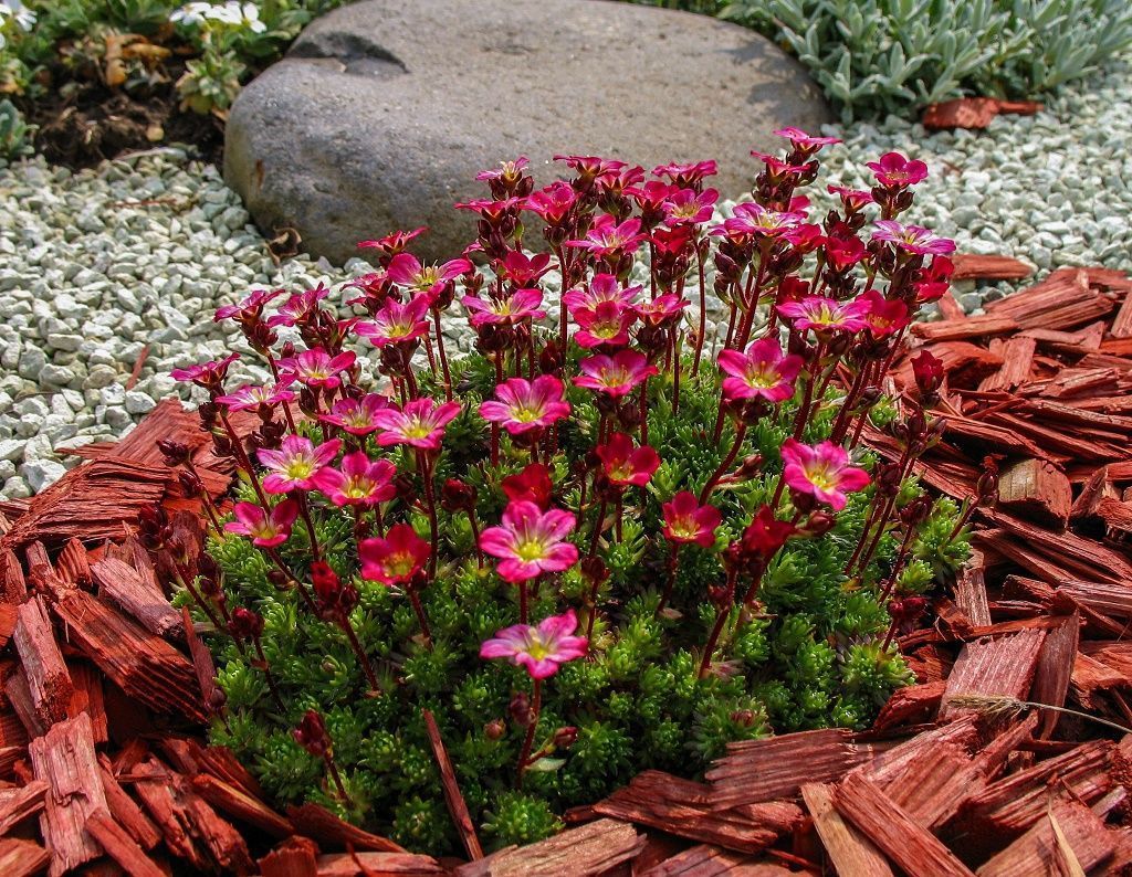 Камнеломка цветок садовый многолетний фото посадка и уход в открытом