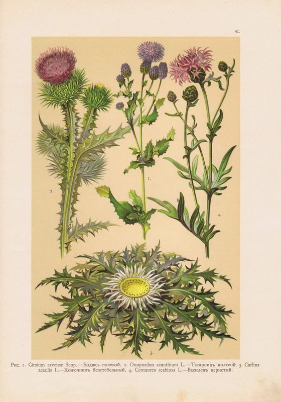 Бодяк полевой (Розовый осот) (Cirsium arvense)