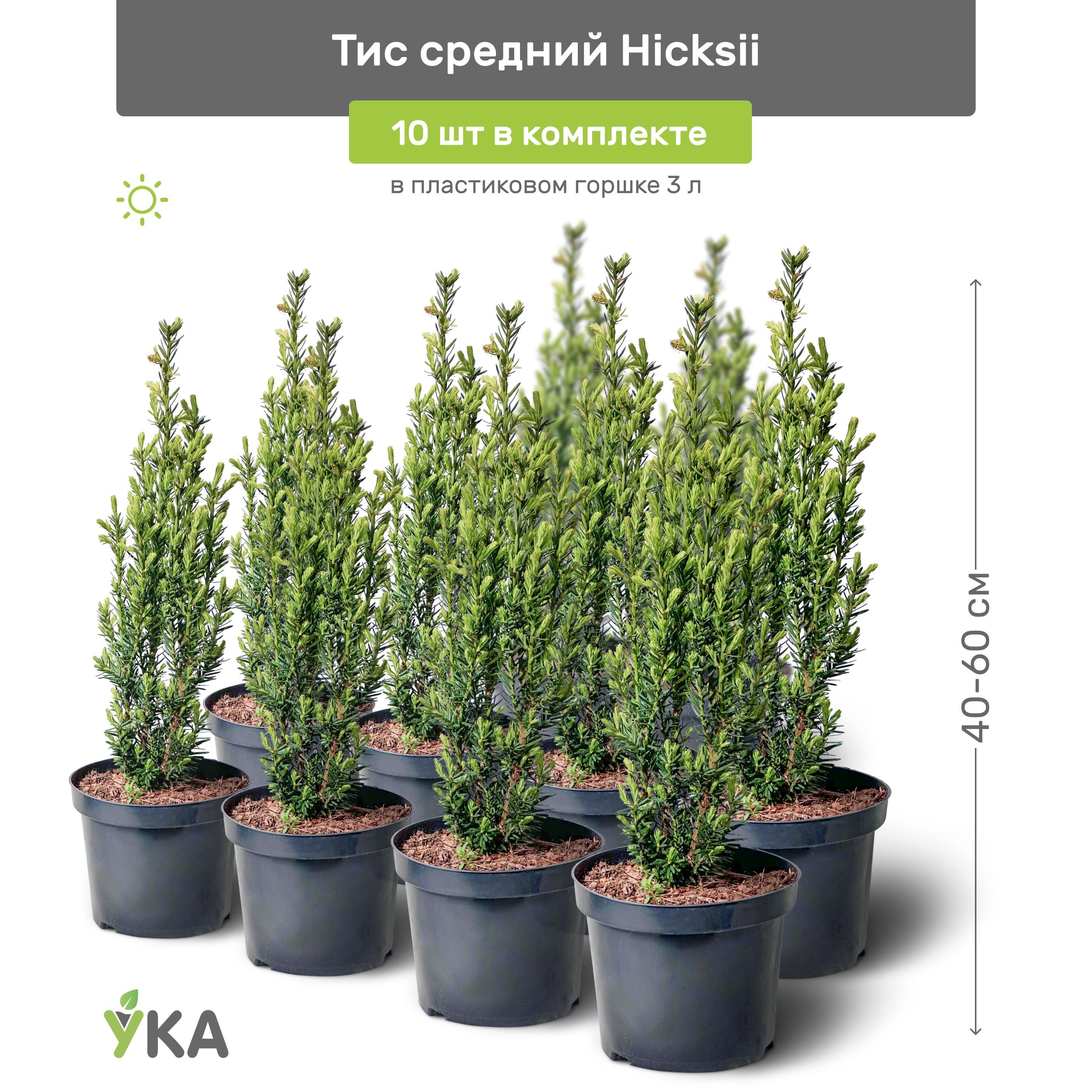 Тис средний Hicksii