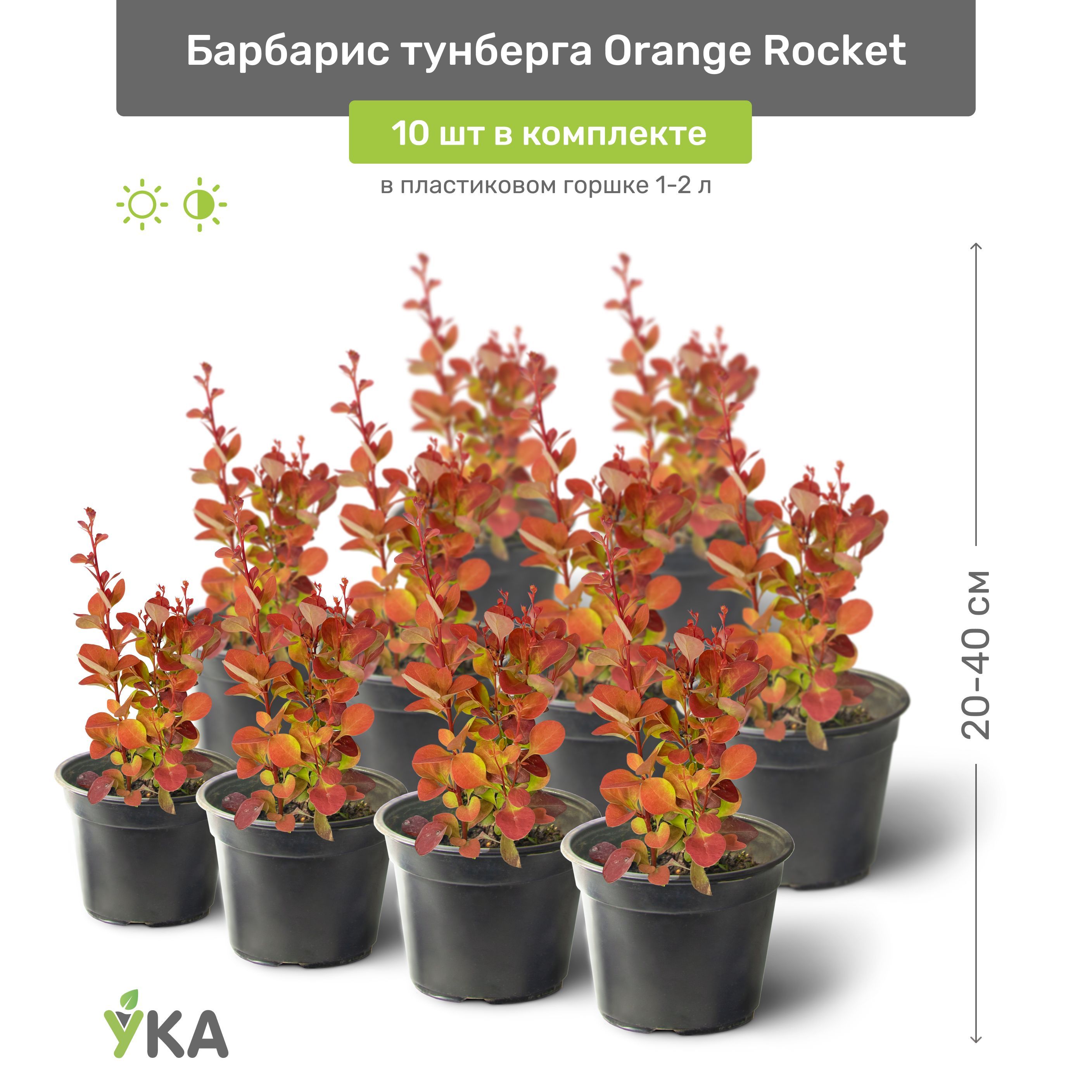 Барбарис оранж рокет фото и описание. Барбарис оранж рокет. Berberis thunbergii Orange Rocket. Барбарис Тунберга "Orange Rocket", оранж рокет. Барбарис оранж рокет описание.