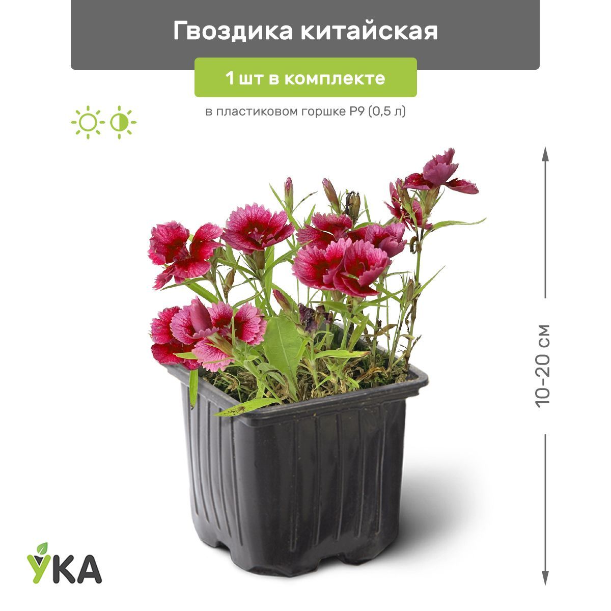 Заказать И Купить Гвоздику В Горшке