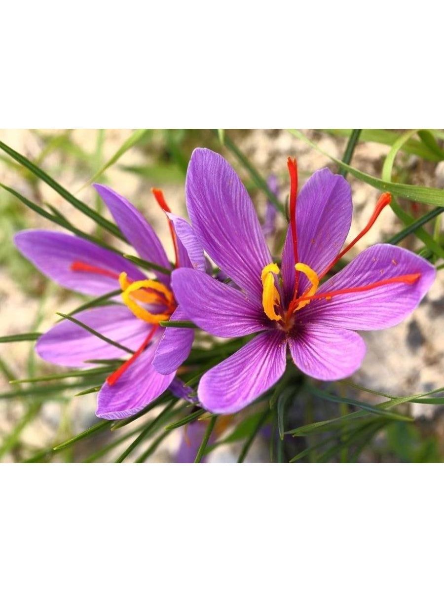 Шафран фото цветов. Шафран посевной (Crocus sativus). Крокус Шафран посевной. Шафран специя Крокус. Шафран Дубравный.