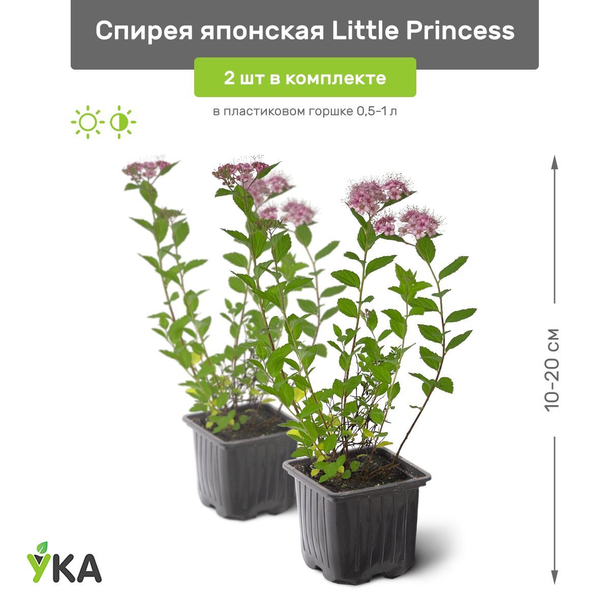 Спирея японская little Princess. Спирея японская Литтл принцесс.