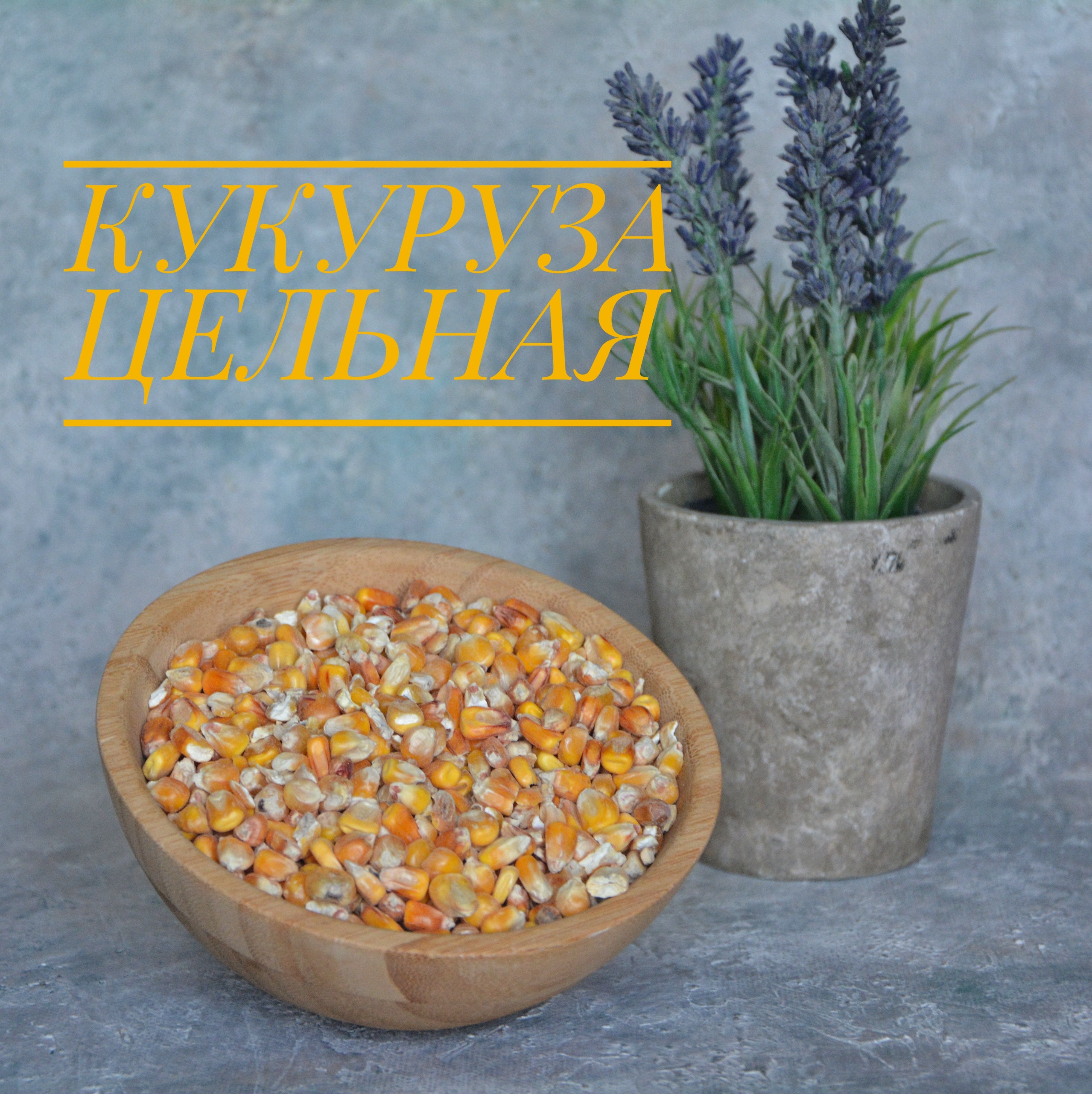 Семена Кормовой Кукурузы Купить
