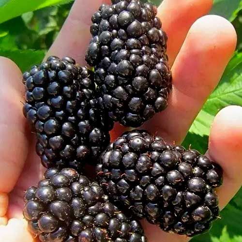 Саженцы ежевики купить на OZON по низкой цене