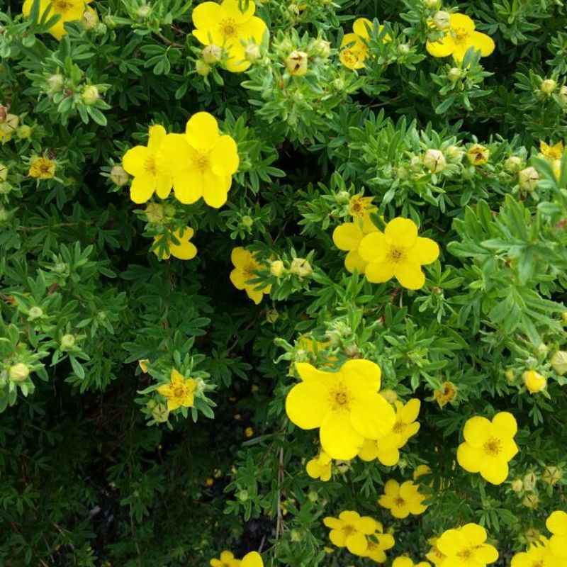 Лапчатка кустарниковая Голдстар: купить в Москве саженцы Potentilla fruticosa Go