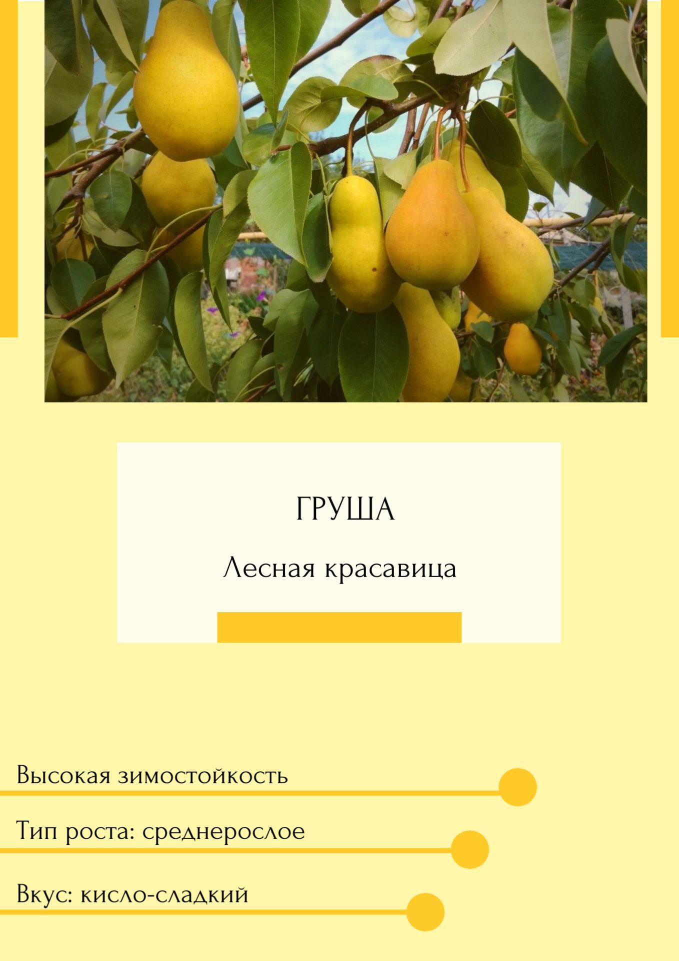 Лесная красавица груша саженцы. Лесная красавица груша саженцы