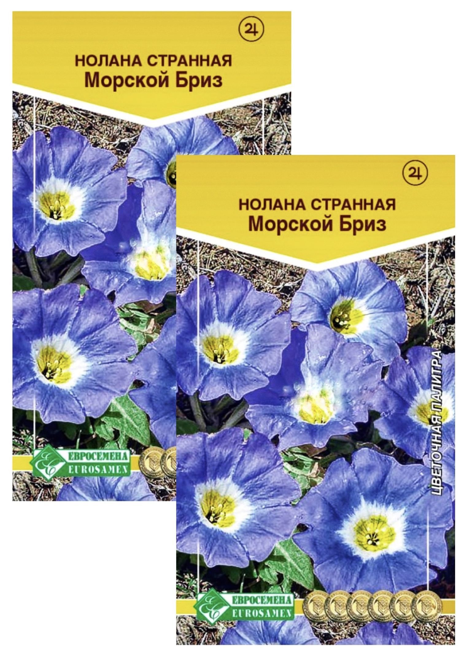 Нолана цветок