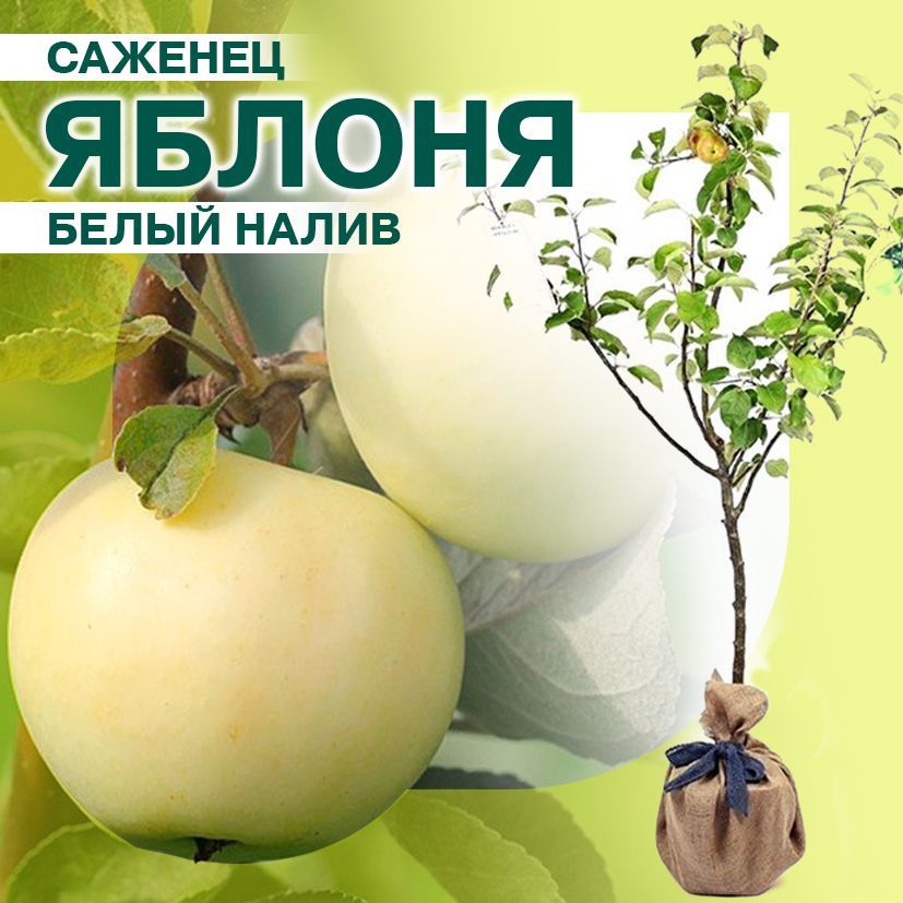 Саженцы Яблони купить на OZON по низкой цене