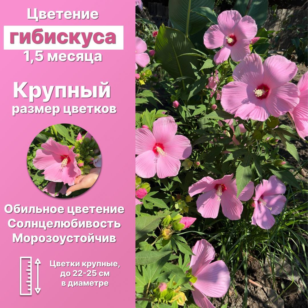 Купить Семена Гибискуса На Озон