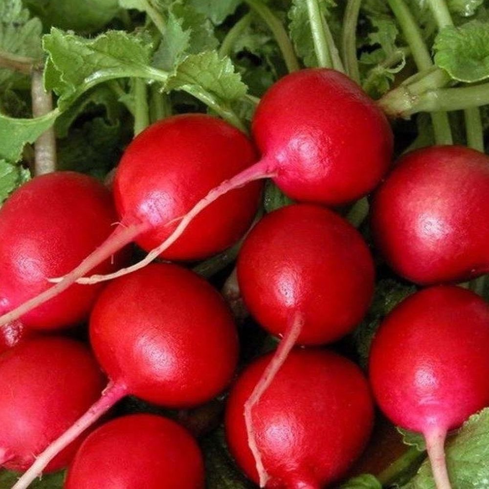 Редис сорт жара. Редис родос. семена редис жара.
