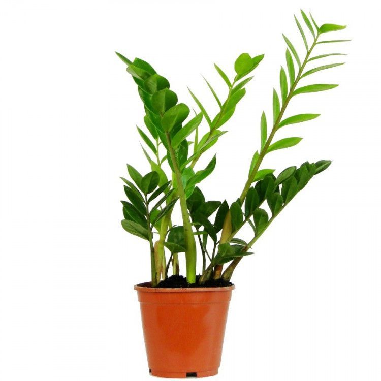 Комнатные растения каталог цены. Комнатный цветок замиокулькас. Замиокулькас Emerald Palm. Замиокулькас оранж. Замиокулькас + Lechuza.