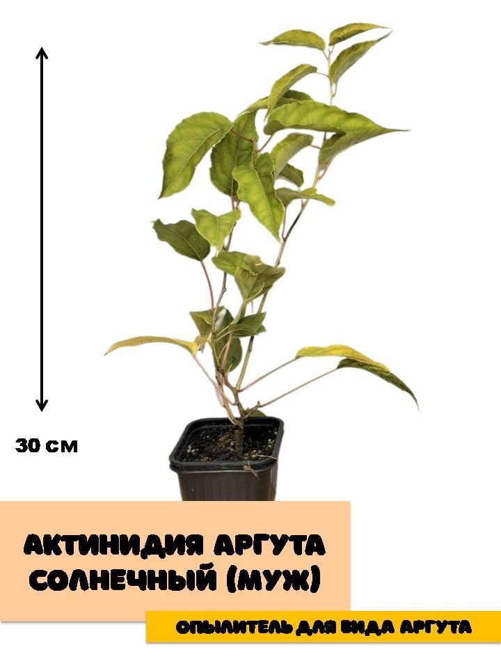 АктинидияаргутаСолнечный(Муж)