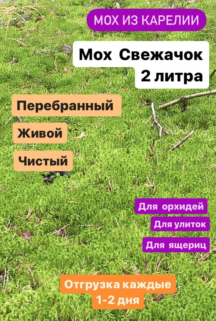 СадиогородМох