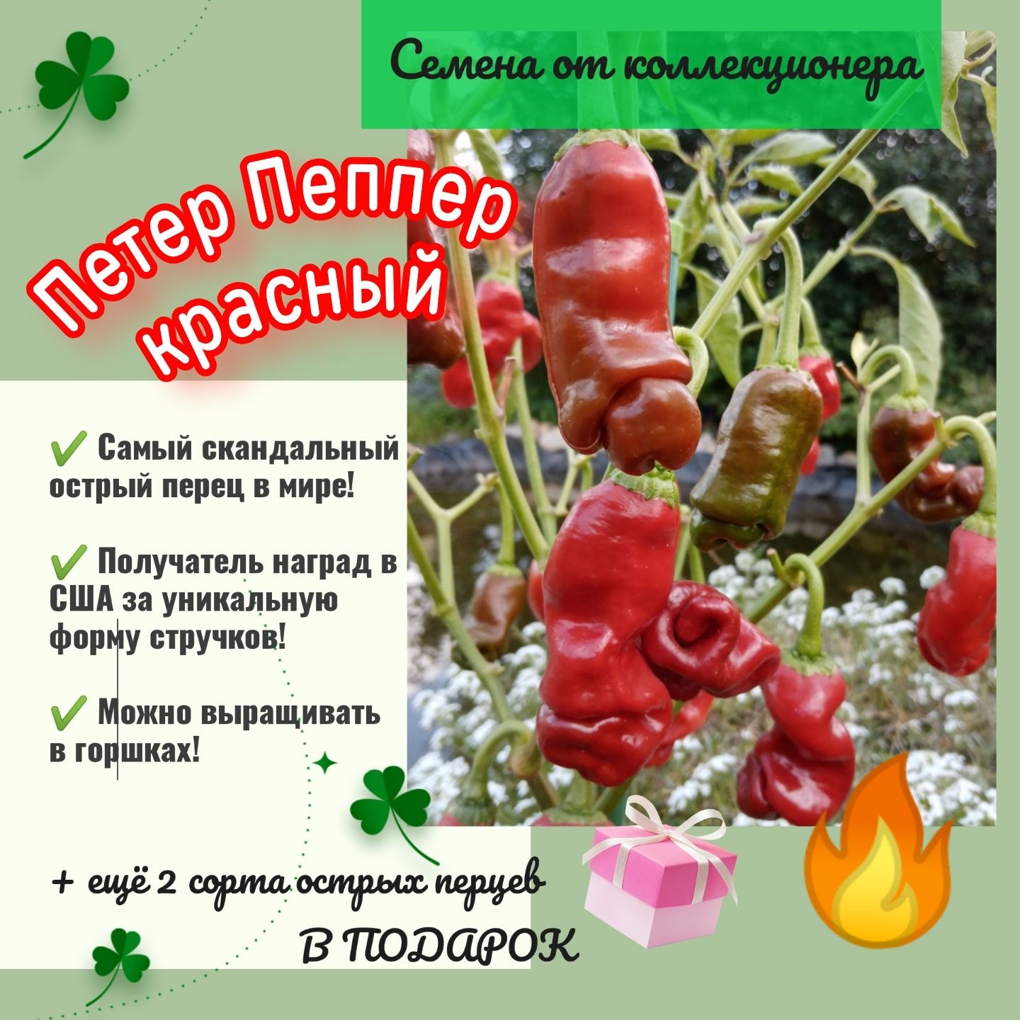 Семена Американской Селекции Купить