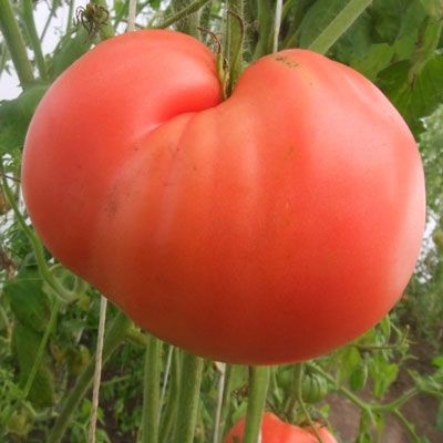 Коллекционныесеменатомата"Спинаобезьяны"