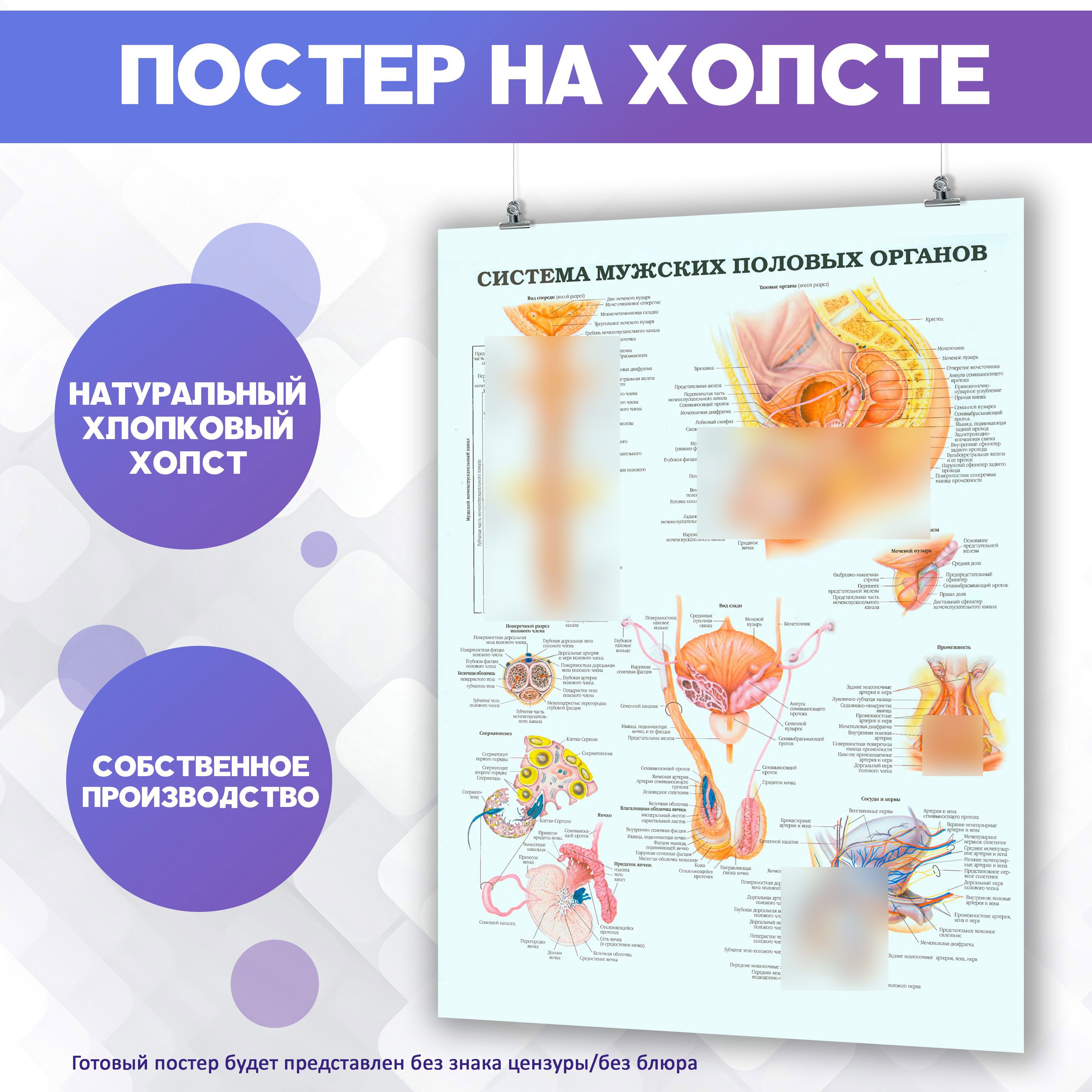 Постер PosterNak Арт купить по выгодной цене в интернет-магазине OZON  (1205270311)