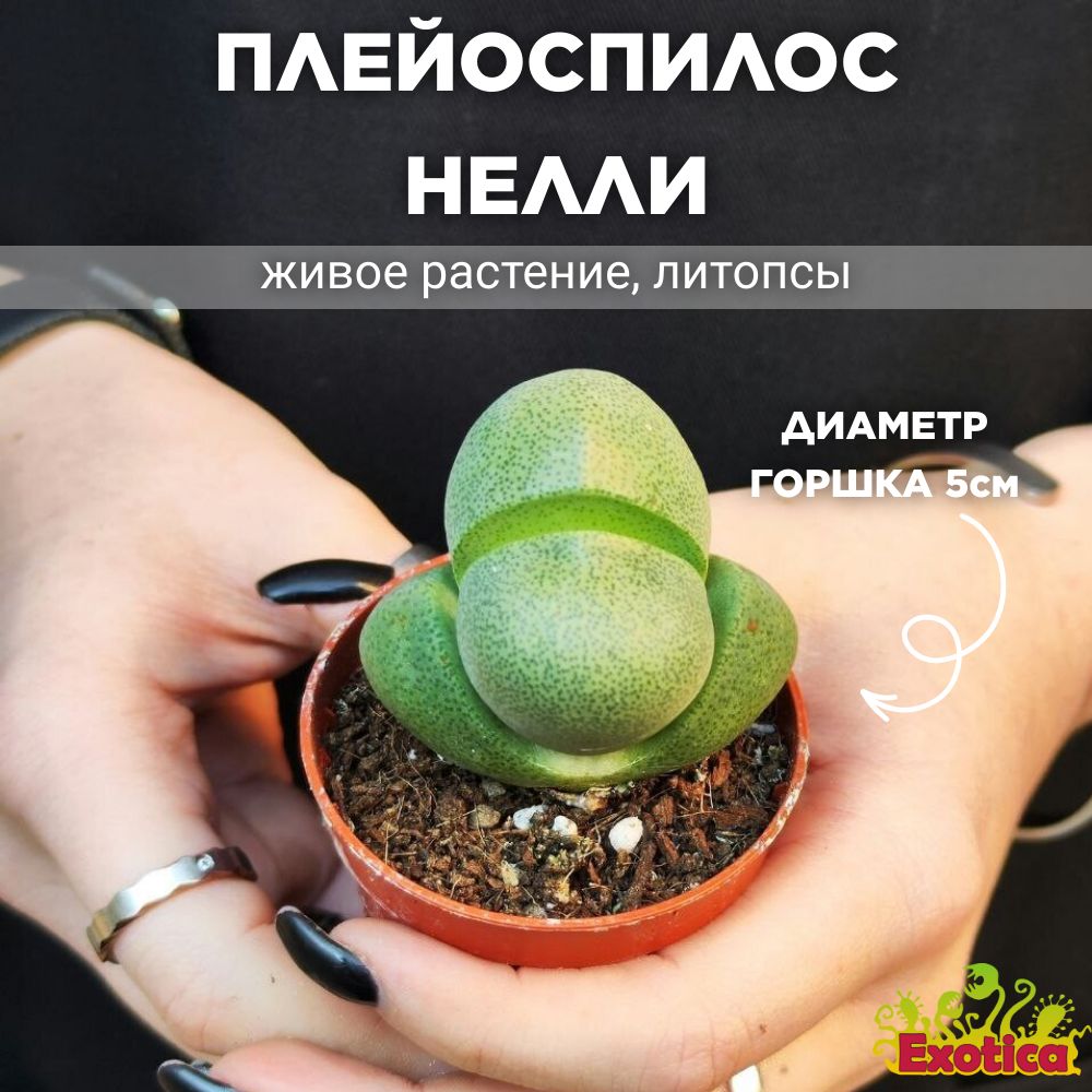 Плейоспилос Нелли Одиночный (Pleiospilos Nelii) D5см