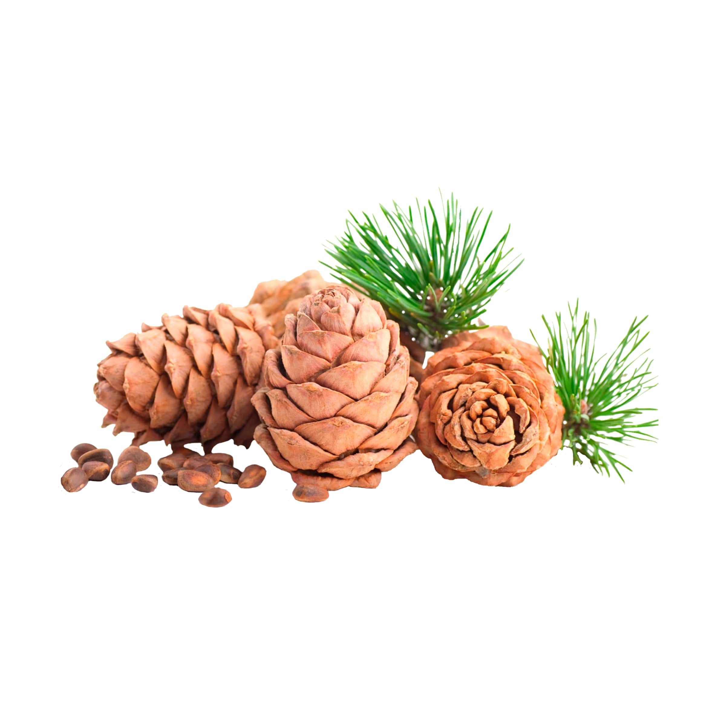 Белого кедра мускуса и. Белого кедра мускуса и. Белого кедра мускуса и. Кедровое масло на белом фоне. Белого кедра мускуса и.