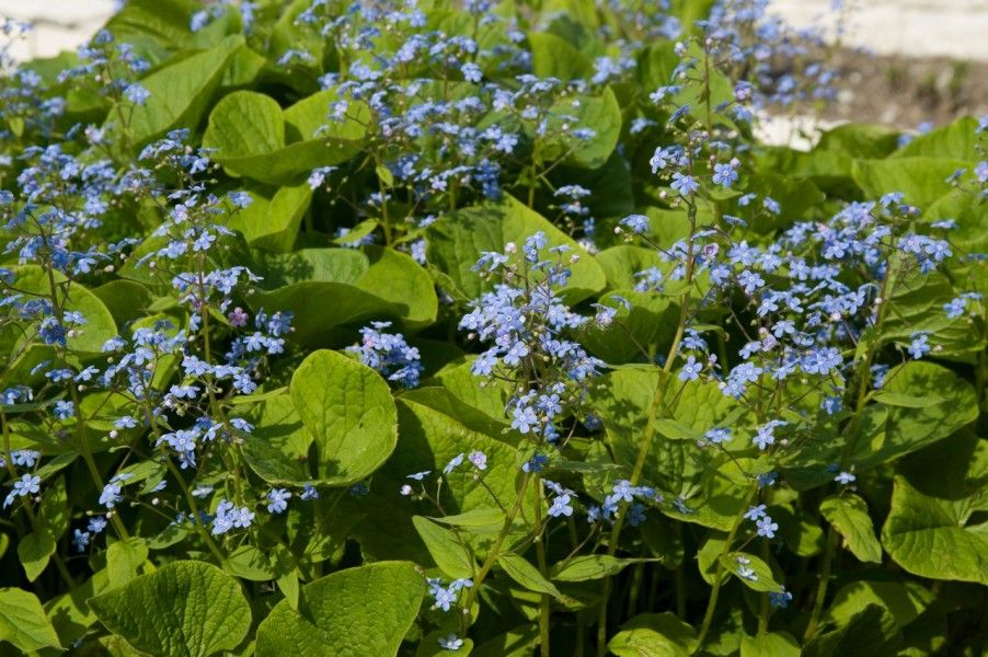 Бруннера Сибирская Brunnera sibirica