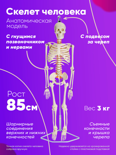 Позвоночник Человека Фото С Номерами