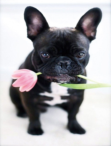 happy birthday!! French bulldog, French bulldog puppies, Happy birthday french b