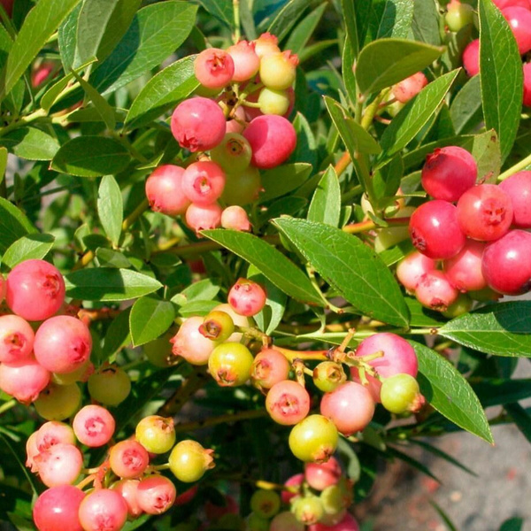 Голубика Голубика садовая Pink Popcorn - купить по выгодным ценам в ...