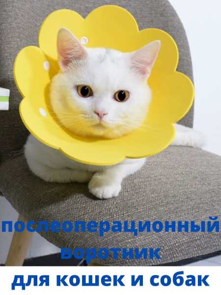 воротник ветеринарный для кошек и собак - купить с доставкой по ...