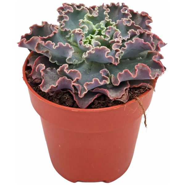 Echeveria purpusorum White