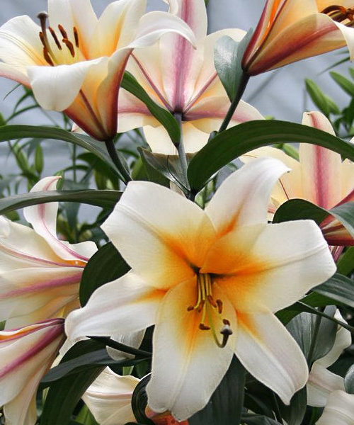 Лилия ОТ-гибрид Хай Ти - купить с доставкой по выгодным ценам в ...