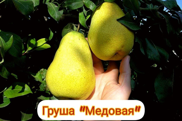 Груша Медовая - купить с доставкой по выгодным ценам в интернет ...