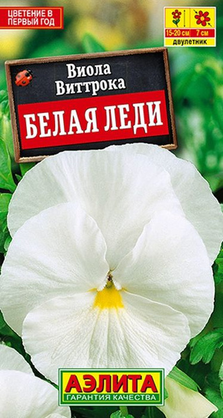 Виолы, анютины глазки Аэлита 1_Виола Белая Леди - купить по выгодным ...