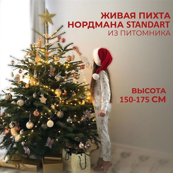 Елка живая, 150-175 см - купить с доставкой по выгодным ценам в ...