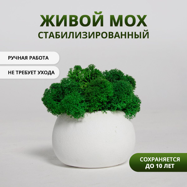 Купить Живой мох, стабилизированный в кашпо по выгодной цене в интернет ...
