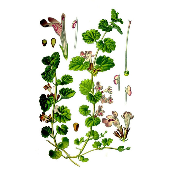 Будра Плющевидная Отзывы фото 20