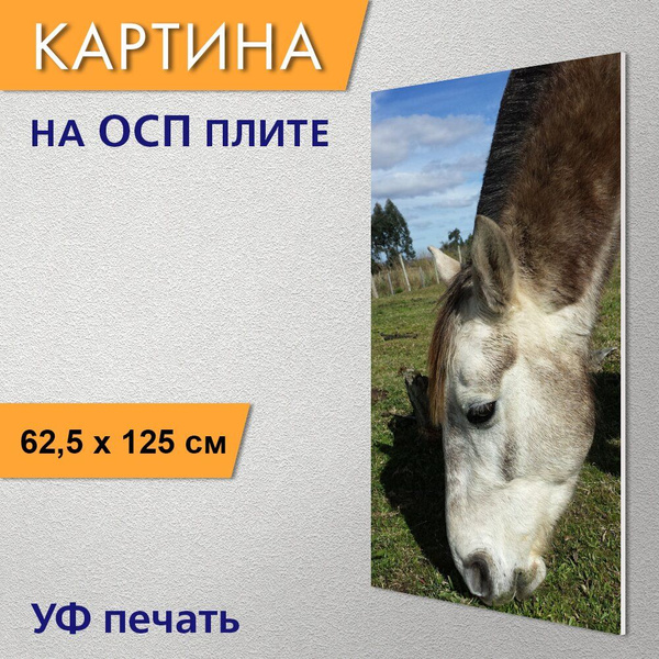Вертикальная картина "Лошадь, голова лошади, ферма" для интерьера на ...