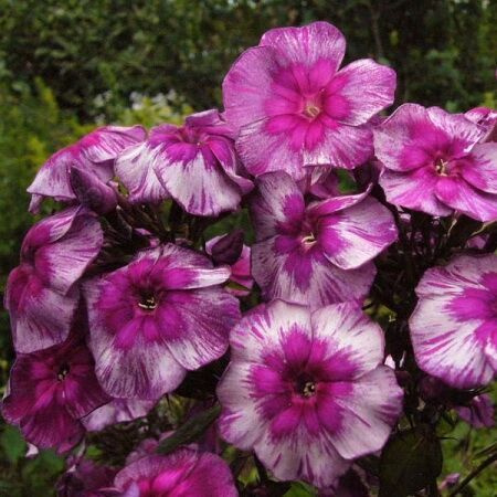 Флокс метельчатый Старый маяк (Phlox paniculata Старый маяк)