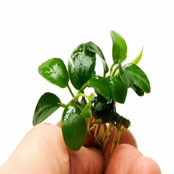 Анубиас нана (1 куст). Живое аквариумное растение - купить с доставкой ...